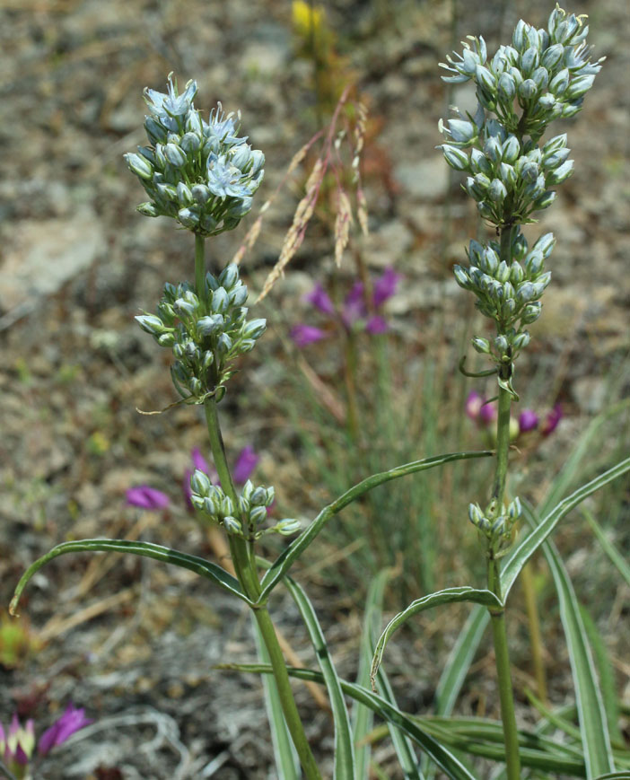 Columbia Frasera, White-stemmed Frasera: Frasera albicaulis var. columbiana (Synonyms: Frasera albicaulis ssp. columbiana, Swertia columbiana)