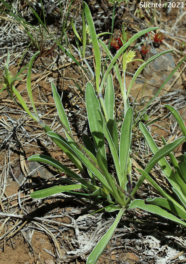 Whitestem Elkweed: Frasera albicaulis var. nitida (Synonyms: Swertia albicaulis var. nitida, Swertia nitida)
