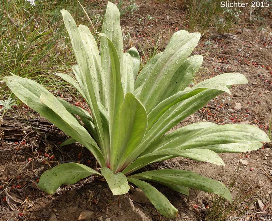 Basal leaves of Elkweed, Giant Frasera, Giant Swertia, Deer Tongue: Frasera speciosa (Synonyms: Frasera angustifolia, Frasera macrophylla, Frasera speciosa var. angustifolia, Frasera speciosa var. stenosepala, Swertia radiata, Swertia radiata var. macrophylla, Tesseranthium angustifolium, Tesseranthium macrophyllum, Tesseranthium radiatum)