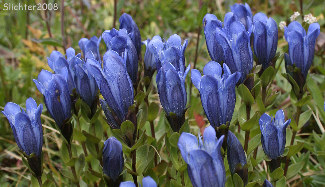 Explorer's Gentian, Mountain Bog Gentian Rainier Pleated Gentian: Gentiana calycosa var. calycosa