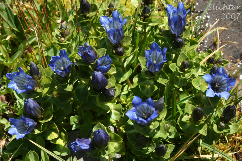 Explorer's Gentian: Gentiana calycosa