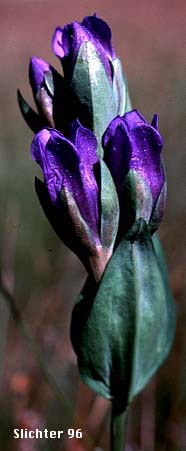 Staff Gentian: Gentiana sceptrum