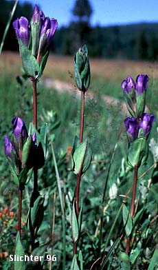 King's Gentian, King's Scepter Gentian, Staff Gentian: Gentiana sceptrum (Synonyms: Gentiana menziesii, Gentiana sceptrum var. cascadensis, Gentiana sceptrum var. humilis, Gentiana sceptrum var. sceptrum)