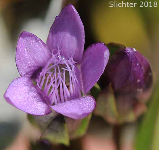 Flower of Autumn Dwarf Genitan, Felwort, Northern Gentian: Gentianella amarella ssp. acuta (Synonyms: Gentiana amarella, Gentiana amarella var. acuta, Gentianella amarella var. acuta)
