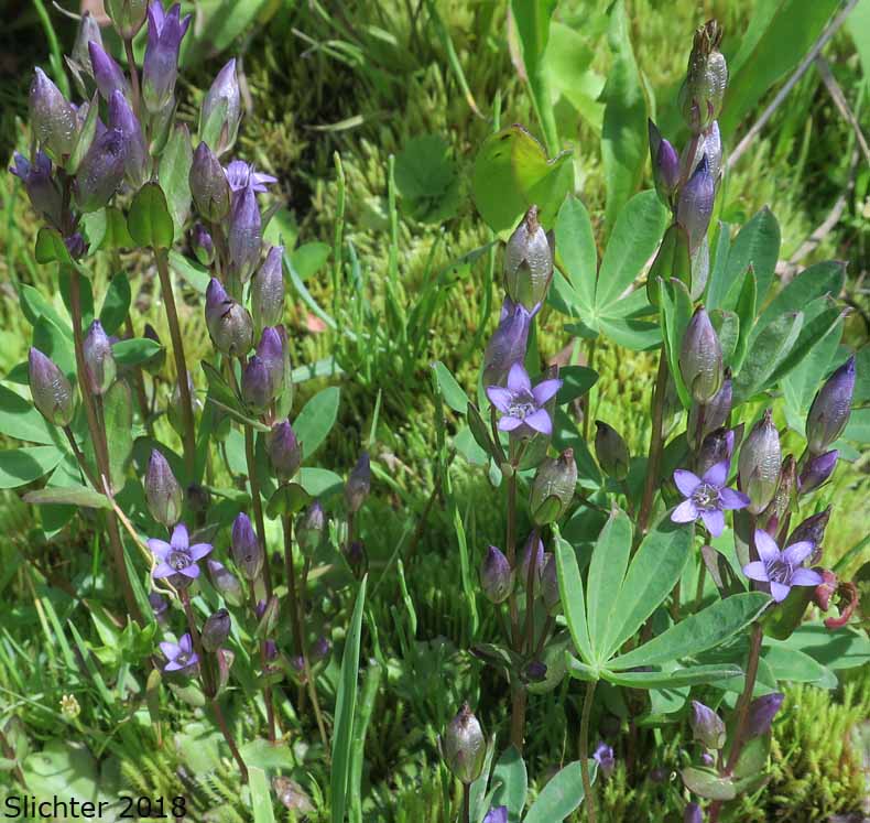 Autumn Dwarf Genitan, Felwort, Northern Gentian: Gentianella amarella ssp. acuta (Synonyms: Gentiana amarella, Gentiana amarella var. acuta, Gentianella amarella var. acuta)