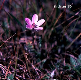 African Filaree, Common Stork's Bill, Filaree, Redstem Stork's Bill: Erodium cicutarium (Synonyms: Erodium cicutarium ssp. cicutarium, Erodium ethiopicum) 
