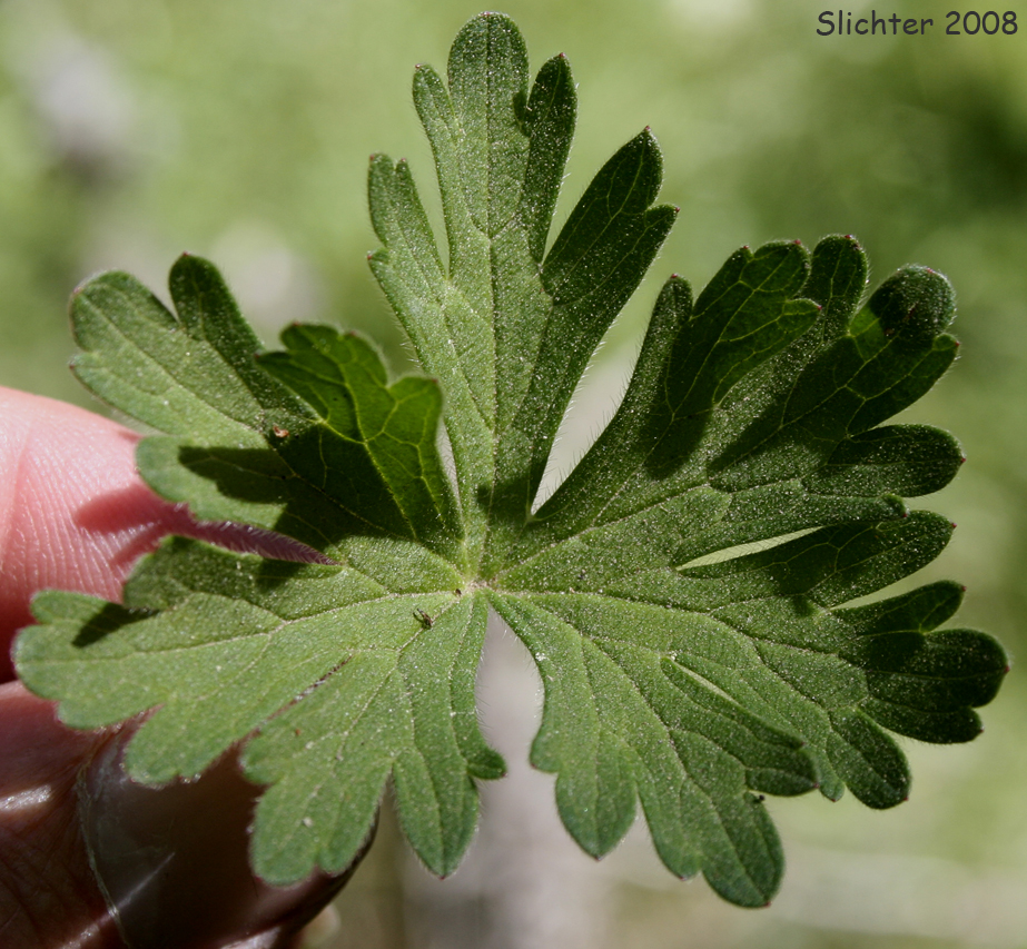 Leaf of Geranium oreganum