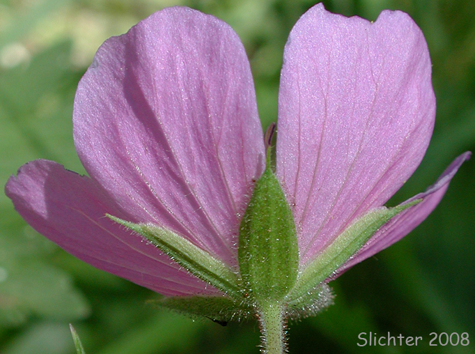 Flower of Geranium oreganum