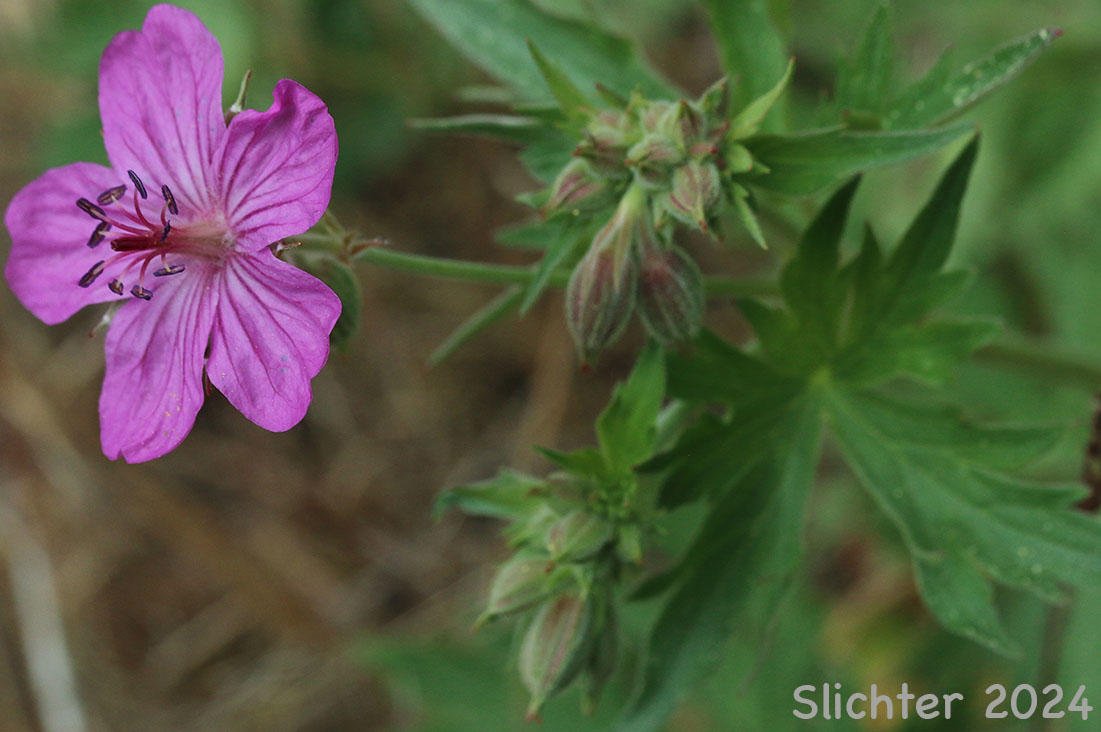 Rydberg's Geranium, Sticky Purple Geranium: Geranium viscosissimum var. incisum (Synonyms: Geranium canum, Geranium nervosum, Geranium strigosius, Geranium strigosum, Geranium viscosissimum ssp. nervosum, Geranium viscosissimum var. nervosum)