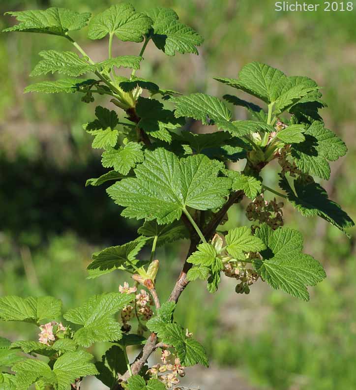 Mapleleaf Currant, Maple-leaf Currant, Mapleleaf Gooseberry: Ribes acerifolium (Synonym: Ribes howellii)