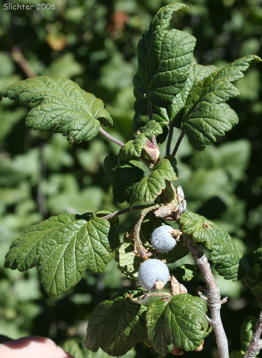 Leaves and fruit of Mapleleaf Currant, Maple-leaf Currant, Mapleleaf Gooseberry: Ribes acerifolium (Synonym: Ribes howellii)