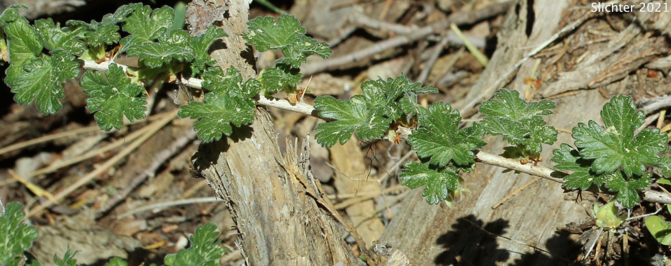 Siskiyou Gooseberry, Trailing Gooseberry: Ribes binominatum (Synonym: Grossularia binominata)