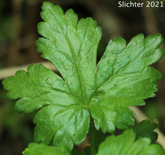 Siskiyou Gooseberry, Trailing Gooseberry: Ribes binominatum (Synonym: Grossularia binominata)