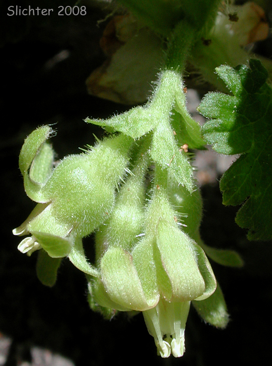 Flowers of Siskiyou Gooseberry, Trailing Gooseberry: Ribes binominatum (Synonym: Grossularia binominata)