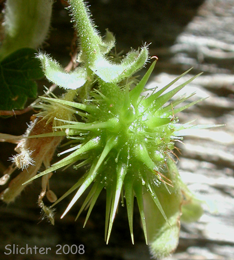 Spiny fruit of Siskiyou Gooseberry, Trailing Gooseberry: Ribes binominatum (Synonym: Grossularia binominata)