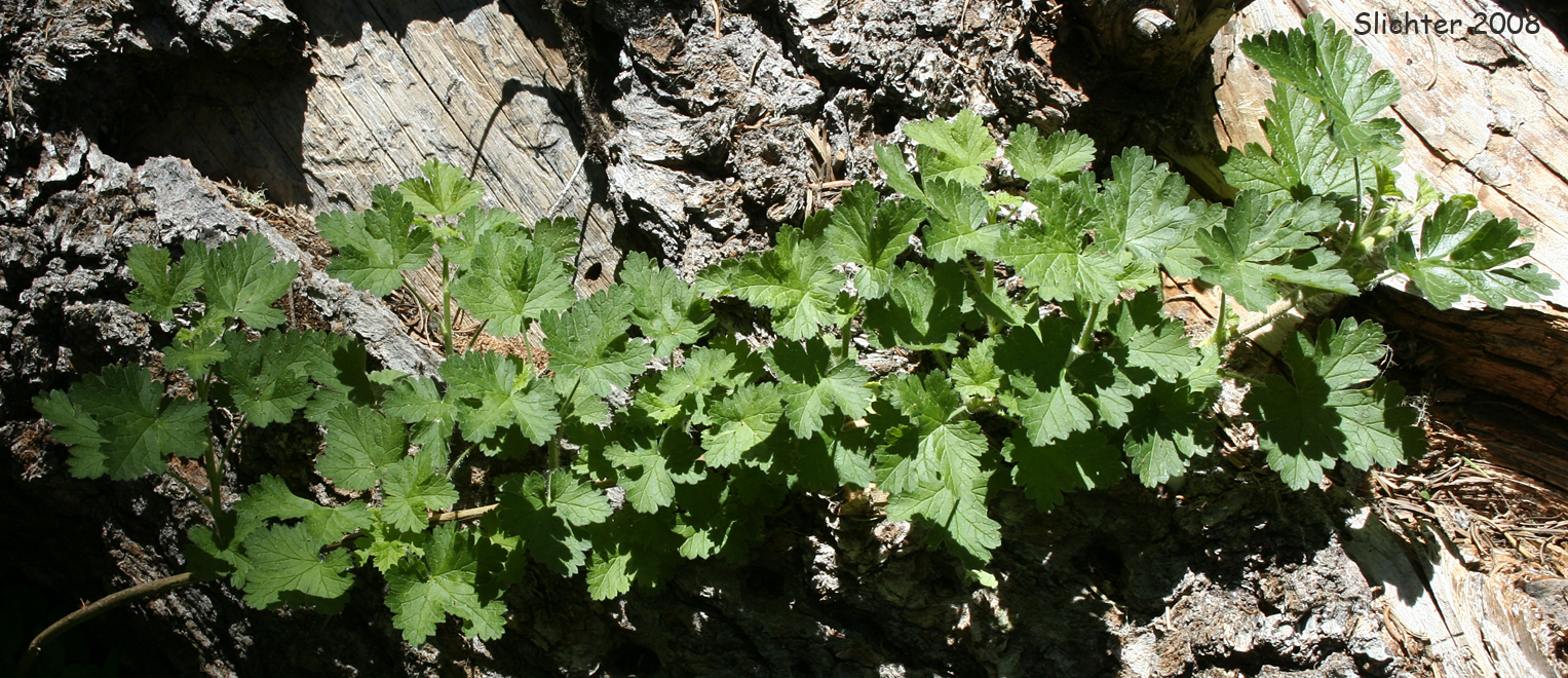 Siskiyou Gooseberry, Trailing Gooseberry: Ribes binominatum (Synonym: Grossularia binominata)