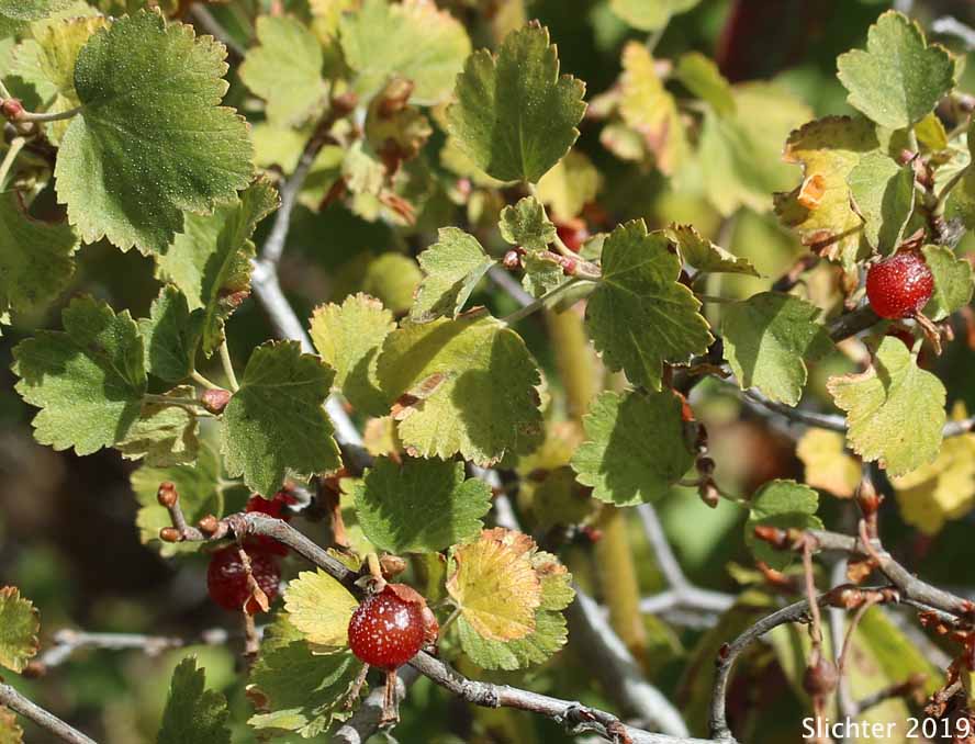 Mature fruits and leaves of Wax Currant, Squaw Currant: Ribes cereum var. cereum (Synonyms: Ribes cereum var. inebrians, Ribes cereum var. pedicellare, Ribes inebrians, Ribes reniforme, Ribes viscidulum)