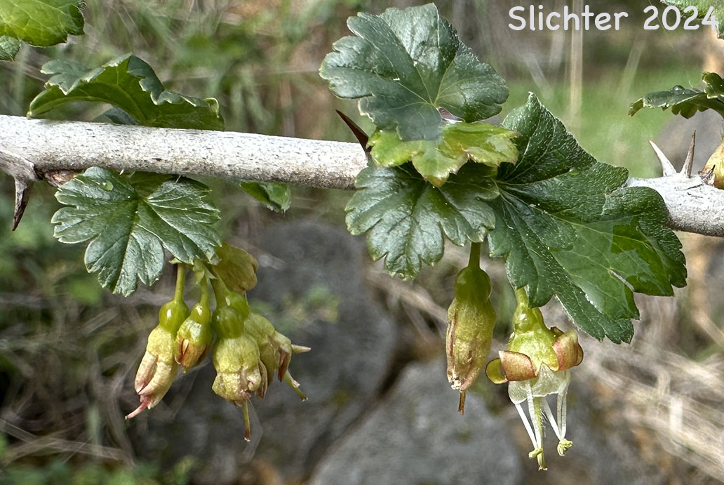 Coast Black Gooseberry, Spreading Gooseberry, Straggly Currant, Straggly Gooseberry: Ribes divaricatum var. divaricatum (Synonyms: Grossularia divaricata, Ribes divaricatum var. glabriflorum, Ribes divaricatum var. rigidum, Ribes suksdorfii)
