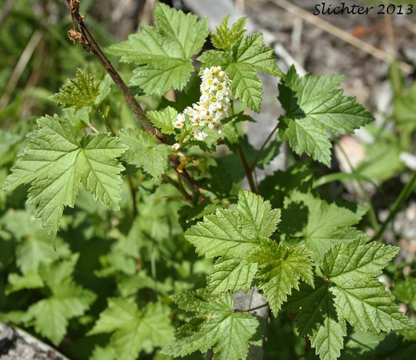 Hudson Bay Currant, Northern Black Currant, Stinking Currant, Western Black Currant, Wild Currant: Ribes hudsonianum (Synonyms: Ribes hudsonianum var. petiolare, Ribes petiolare)