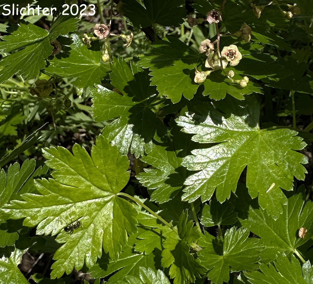 Bristly Currant, Bristly Black Gooseberry, Prickly Currant, Swamp Currant, Swamp Gooseberry: Ribes lacustre (Synonyms: Limnobotrya lacustris, Ribes lacustre var. parvulum, Ribes oxycanthoides var. lacustre)