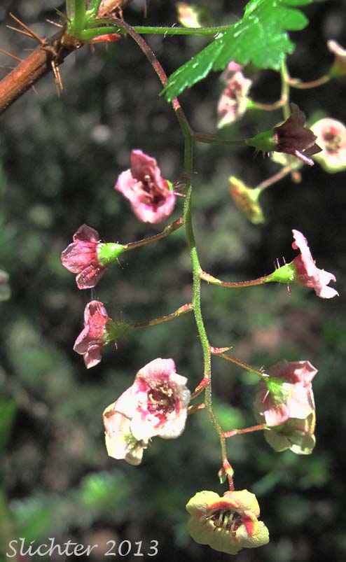 Inflorescence of Bristly Currant, Bristly Black Gooseberry, Prickly Currant, Swamp Currant, Swamp Gooseberry: Ribes lacustre (Synonyms: Limnobotrya lacustris, Ribes lacustre var. parvulum, Ribes oxycanthoides var. lacustre)