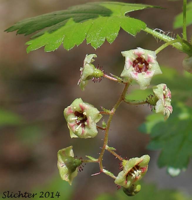 Bristly Currant, Bristly Black Gooseberry, Prickly Currant, Swamp Currant, Swamp Gooseberry: Ribes lacustre (Synonyms: Limnobotrya lacustris, Ribes lacustre var. parvulum, Ribes oxycanthoides var. lacustre)