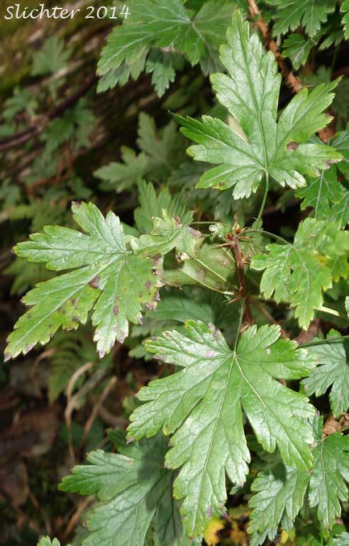 Leaves of Bristly Currant, Bristly Black Gooseberry, Prickly Currant, Swamp Currant, Swamp Gooseberry: Ribes lacustre (Synonyms: Limnobotrya lacustris, Ribes lacustre var. parvulum, Ribes oxycanthoides var. lacustre)