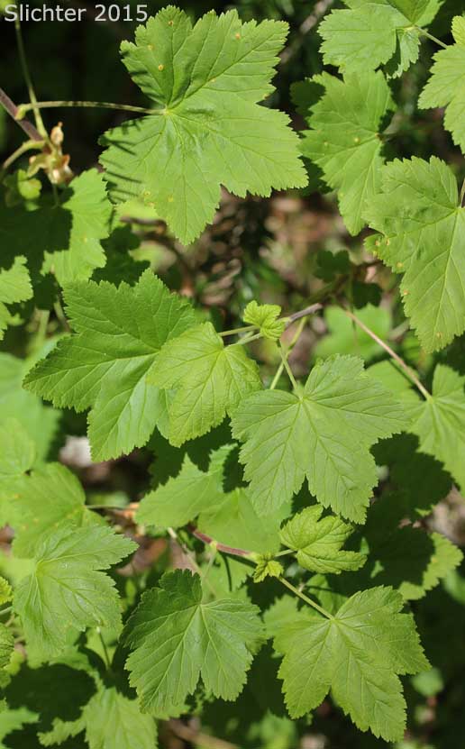 Trailing Black Currant, Coast Trailing Currant: Ribes laxiflorum