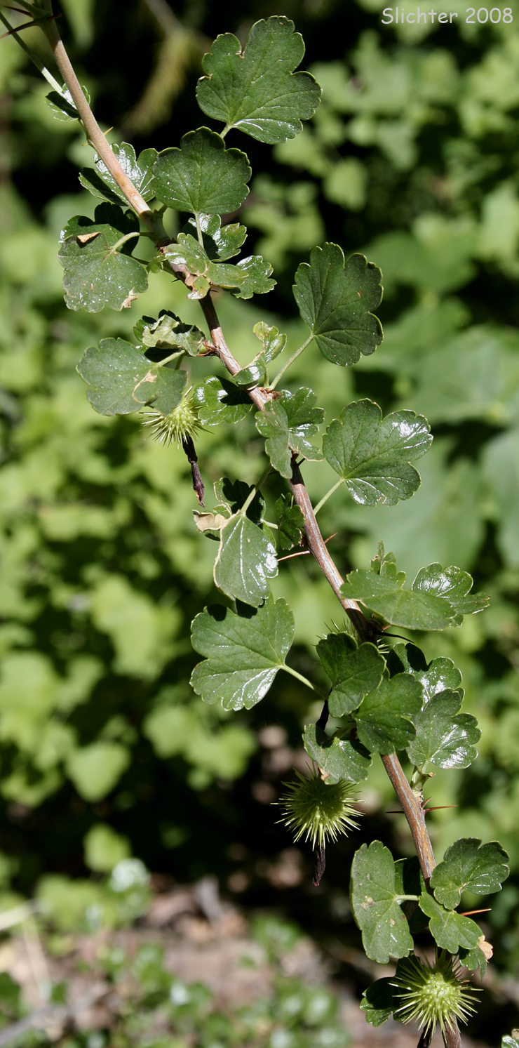 Shinyleaf Currant: Ribes roezlii var. cruentum (Synonyms: Grossularia cruenta, Ribes cruentum, Ribes cruentum var. cruentum)