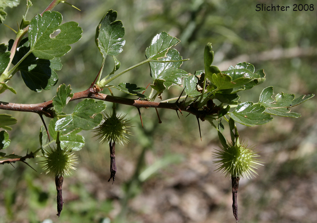 Shinyleaf Currant: Ribes roezlii var. cruentum (Synonyms: Grossularia cruenta, Ribes cruentum, Ribes cruentum var. cruentum)