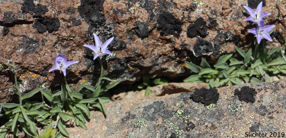 Rough Bellflower, Rough Harebell: Campanula scabrella