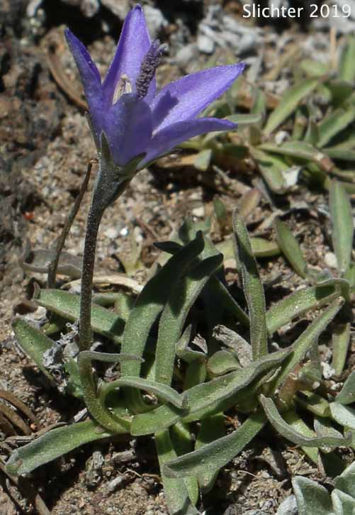 Rough Bellflower, Rough Harebell: Campanula scabrella