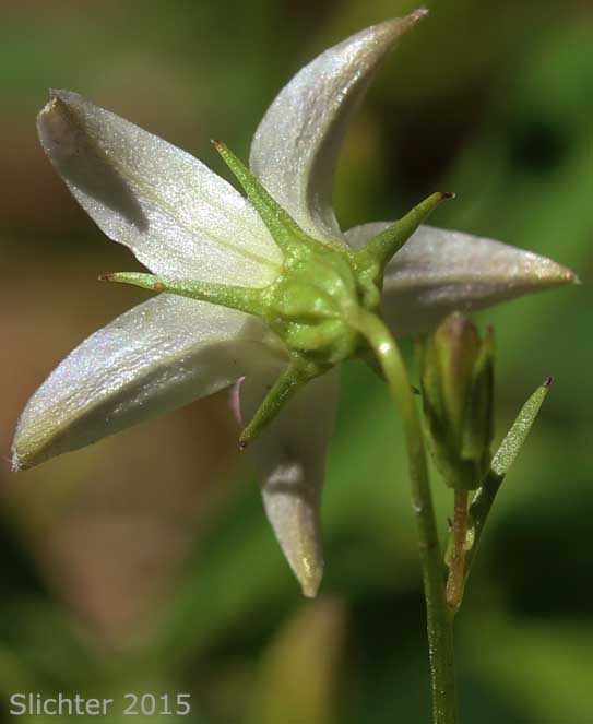 Sepals and under side of petals of Scouler's Harebell, Scouler's Bluebell, Pale Bellflower: Campanula scouleri