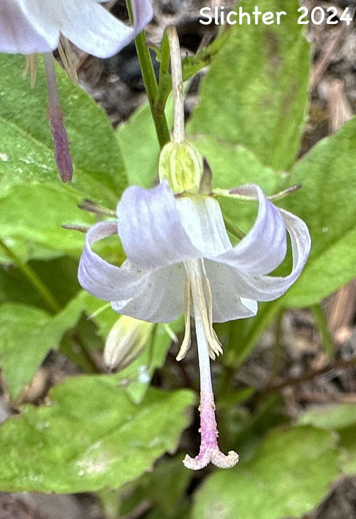 Flower of Scouler's Harebell, Scouler's Bluebell, Pale Bellflower: Campanula scouleri