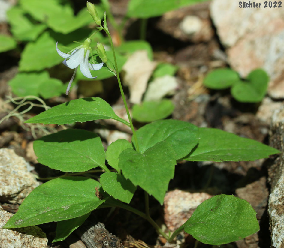 Scouler's Harebell, Scouler's Bluebell, Pale Bellflower: Campanula scouleri