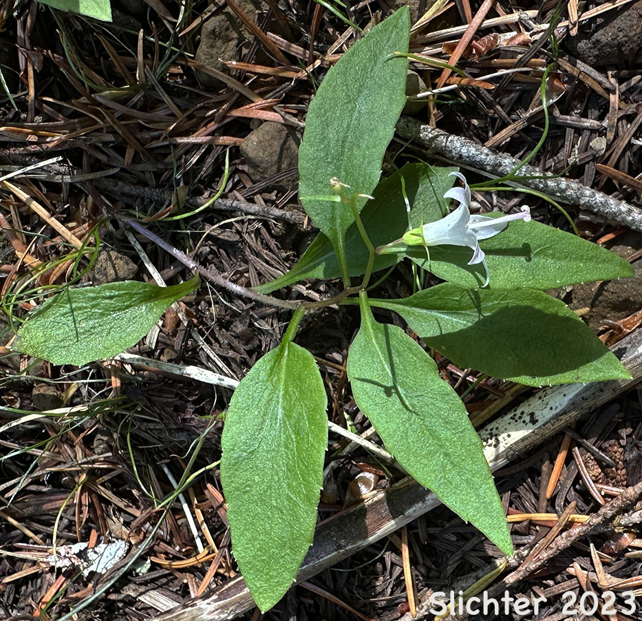Scouler's Harebell, Scouler's Bluebell, Pale Bellflower: Campanula scouleri