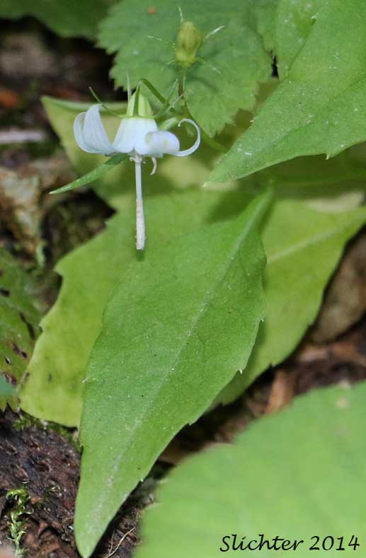 Scouler's Harebell, Scouler's Bluebell, Pale Bellflower: Campanula scouleri