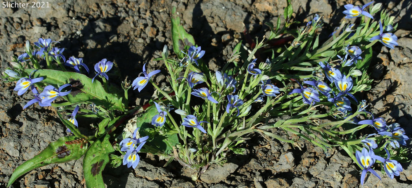 Calico Flower, Bach's Calicoflower, Bach's Downingia: Downingia bacigalupii