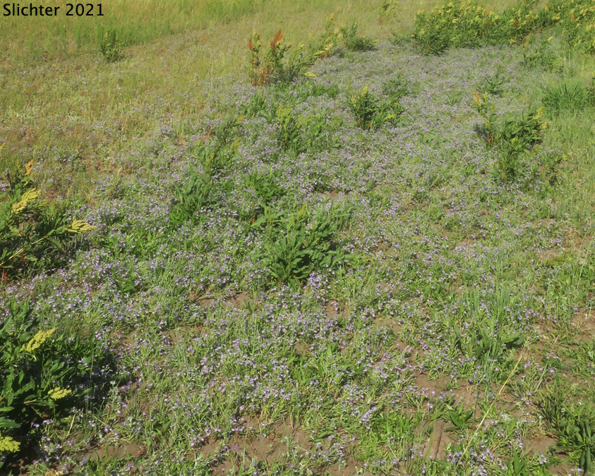 Habitat of Calico Flower, Bach's Calicoflower, Bach's Downingia: Downingia bacigalupii