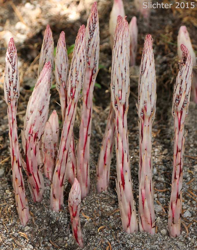 Candy Stick, Sugarstick, Sugar Stick: Allotropa virgata