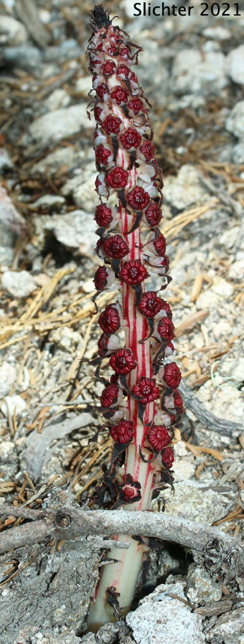 Candy Stick, Sugarstick, Sugar Stick: Allotropa virgata