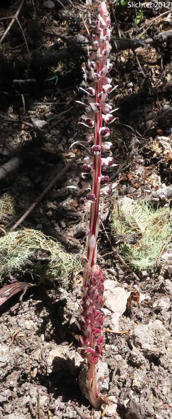 Candy Stick, Sugarstick, Sugar Stick: Allotropa virgata