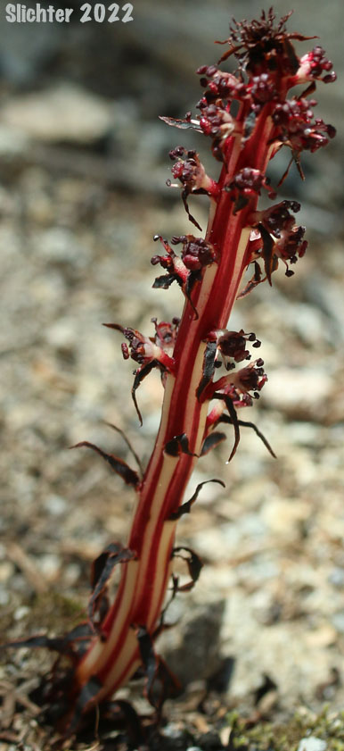 Candy Stick, Sugarstick, Sugar Stick: Allotropa virgata