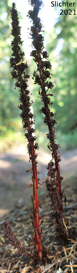 Candy Stick, Sugarstick, Sugar Stick: Allotropa virgata