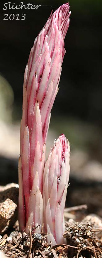 Candy Stick, Sugarstick, Sugar Stick: Allotropa virgata