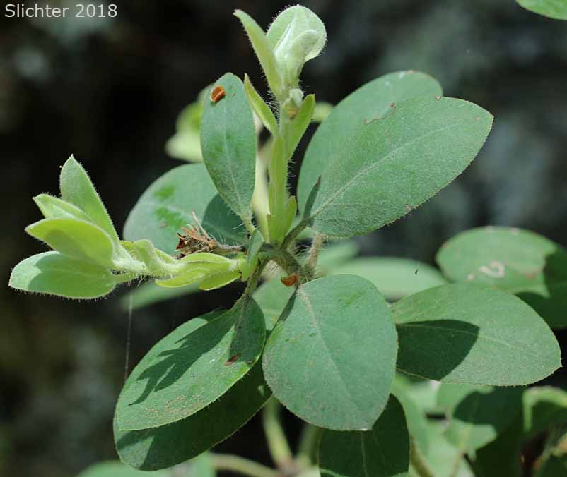 Bristly Manzanita, Columbia Manzanita, Hairy Manzanita: Arctostaphylos columbiana (Synonyms: Arctostaphylos columbiana ssp. columbiana, Arctostaphylos columbiana var. tracyi, Arctostaphylos tomentosa, Arctostaphylos tracyi)