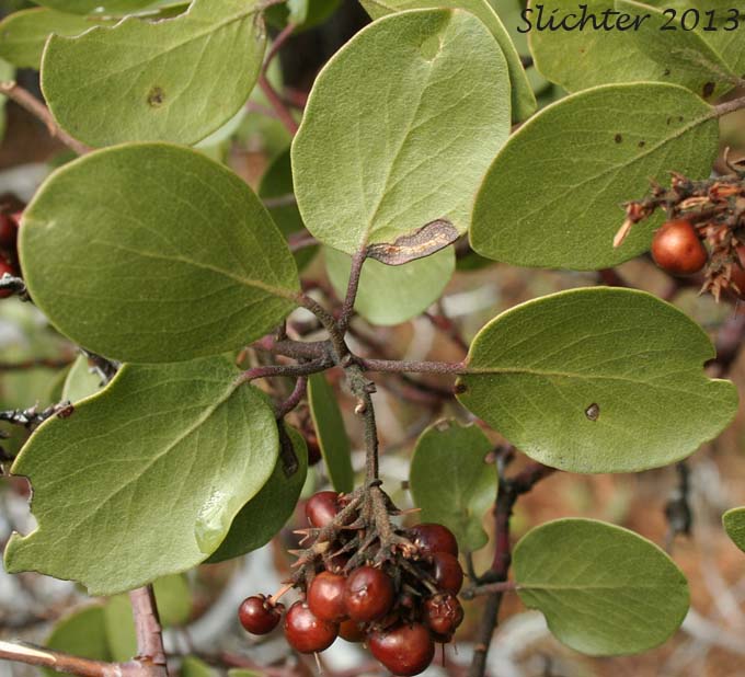 Bristly Manzanita, Columbia Manzanita, Hairy Manzanita: Arctostaphylos columbiana (Synonyms: Arctostaphylos columbiana ssp. columbiana, Arctostaphylos columbiana var. tracyi, Arctostaphylos tomentosa, Arctostaphylos tracyi)