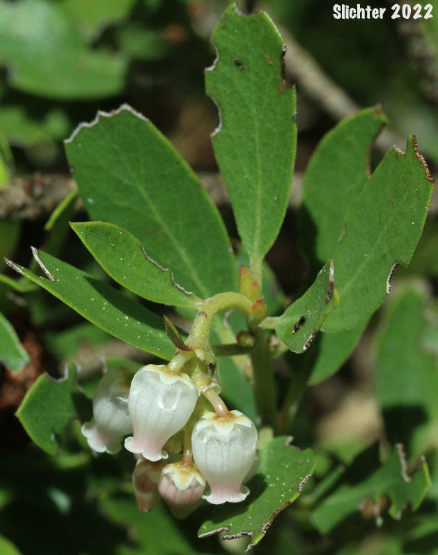 Pinemat Manzanita, Snowmat Manzanita: Arctostaphylos nevadensis (Synonyms: Arctostaphylos nevadensis ssp. nevadensis, Arctostaphylos pungens ssp. nevadensis)