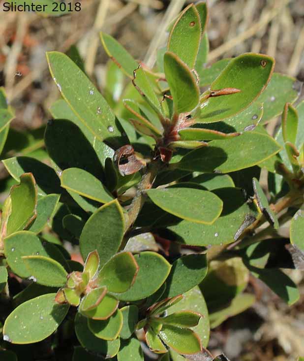 Pinemat Manzanita: Arctostaphylos nevadensis
