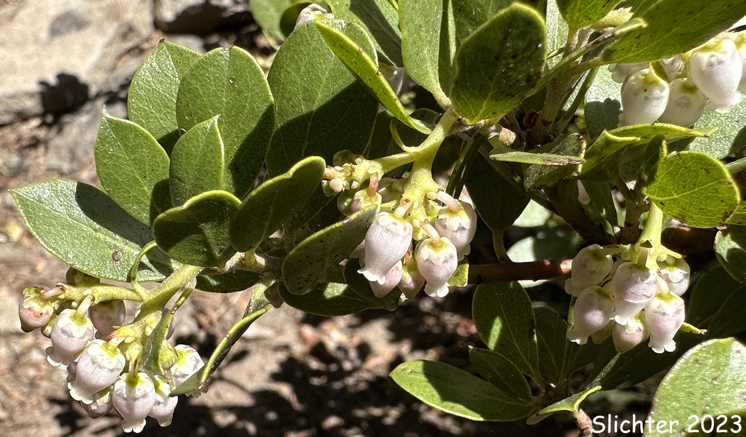 Pinemat Manzanita, Snowmat Manzanita: Arctostaphylos nevadensis (Synonyms: Arctostaphylos nevadensis ssp. nevadensis, Arctostaphylos pungens ssp. nevadensis)
